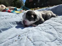 Cooper, a male Miniature Australian Shepherd for sale in Bowersville, GA – 6 of 8
