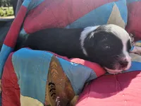 Millie, a female Miniature Australian Shepherd for sale in Bowersville, GA – 3 of 5