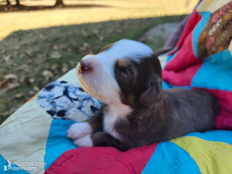 Felix – Miniature Australian Shepherd puppy for sale in Bowersville, GA