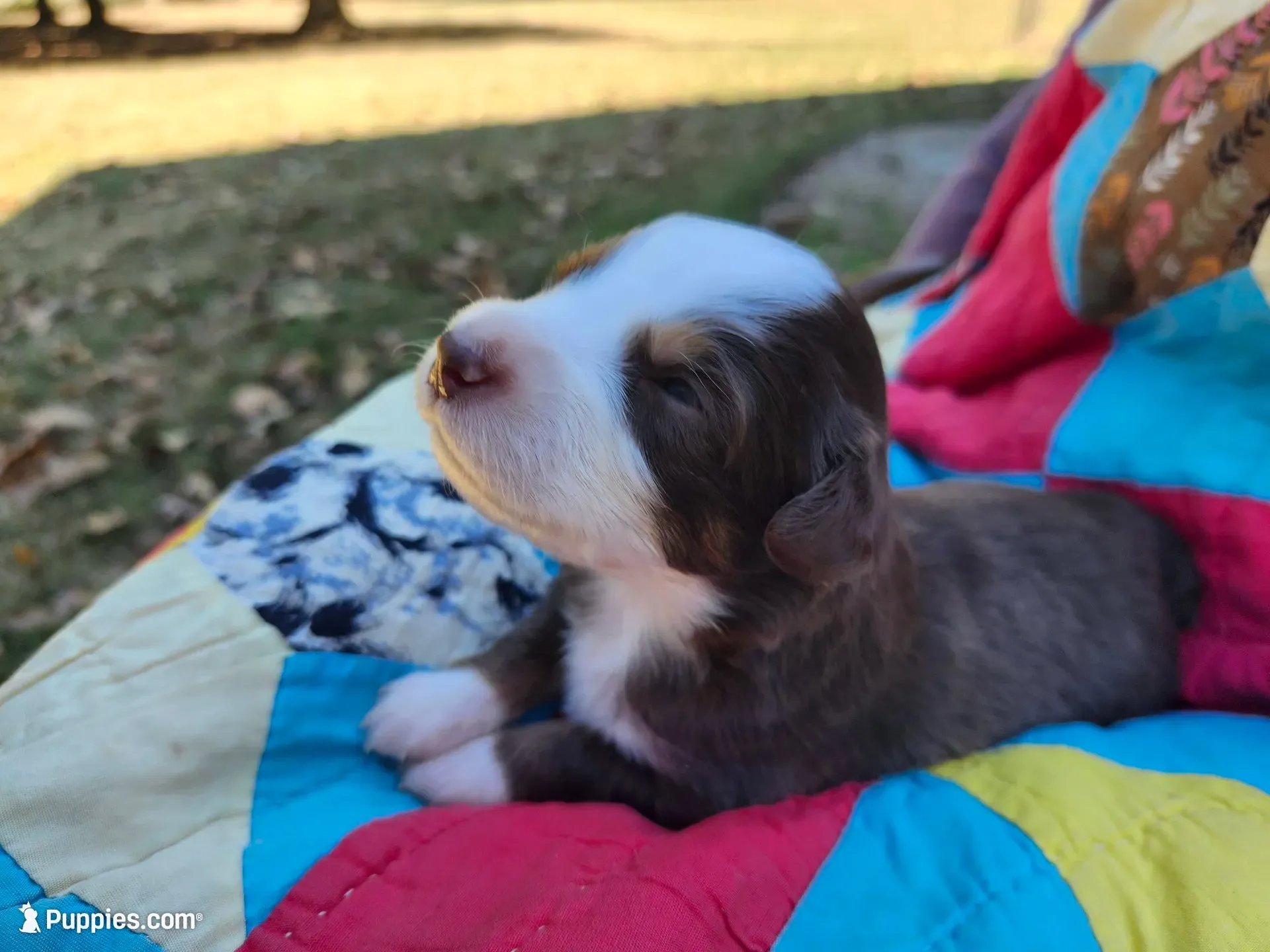 Felix, a male Miniature Australian Shepherd for sale in Bowersville, GA – 1 of 8