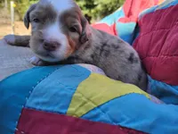Max, a male Miniature Australian Shepherd for sale in Bowersville, GA – 2 of 7