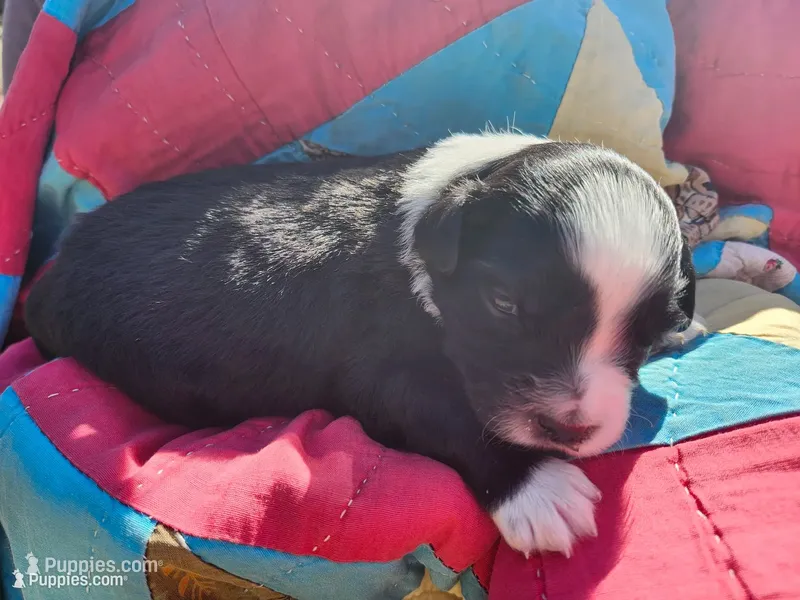 Millie – Miniature Australian Shepherd puppy for sale in Bowersville, GA