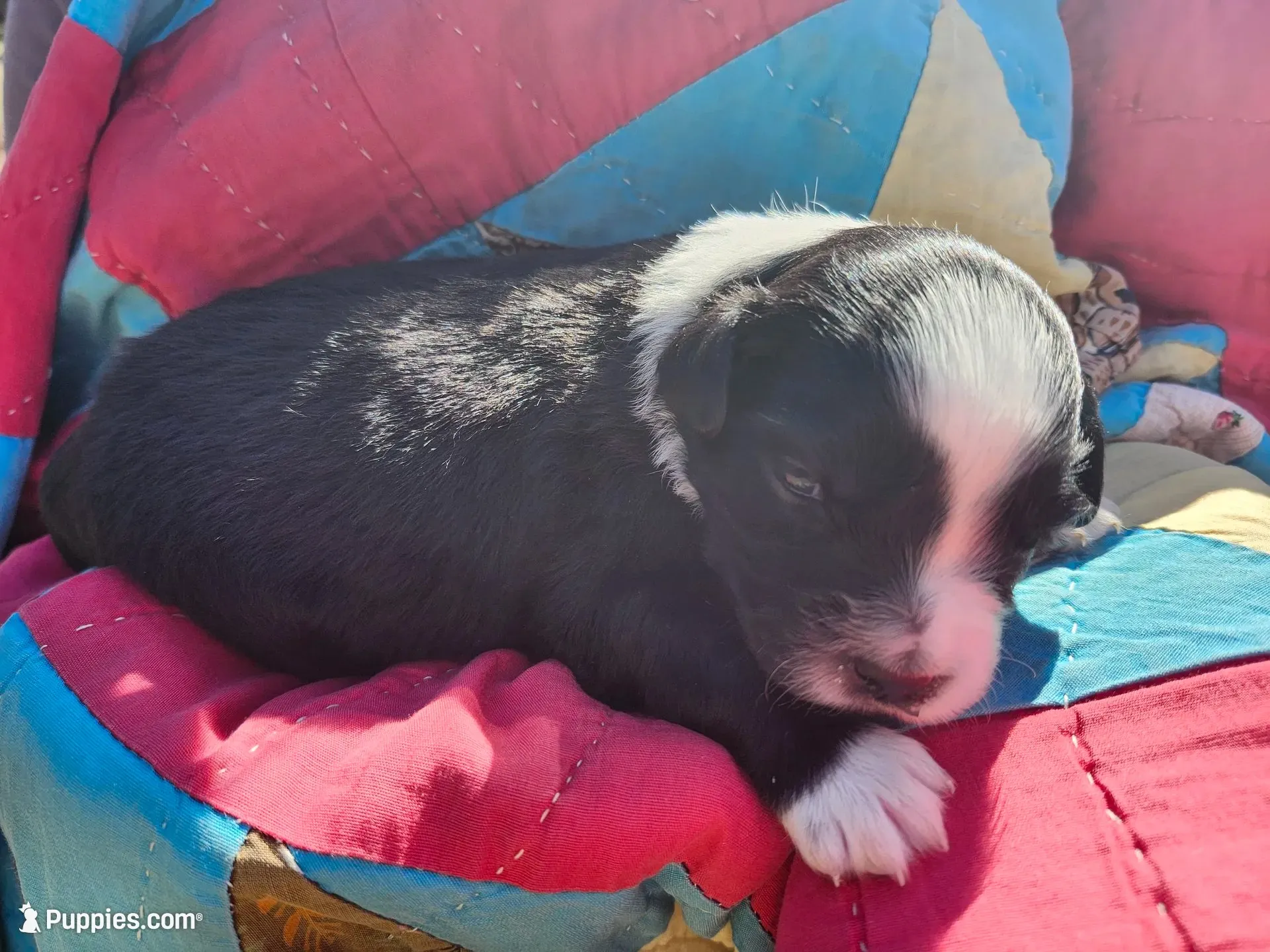 Millie, a female Miniature Australian Shepherd for sale in Bowersville, GA – 1 of 5