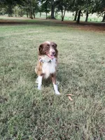 Jack, a male Miniature Australian Shepherd for sale in Bowersville, GA – 5 of 5
