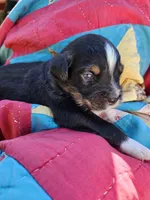 Jack, a male Miniature Australian Shepherd for sale in Bowersville, GA – 2 of 5