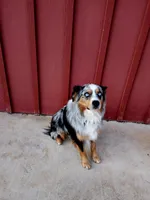 Belle, a female Miniature Australian Shepherd for sale in Bowersville, GA – 4 of 4