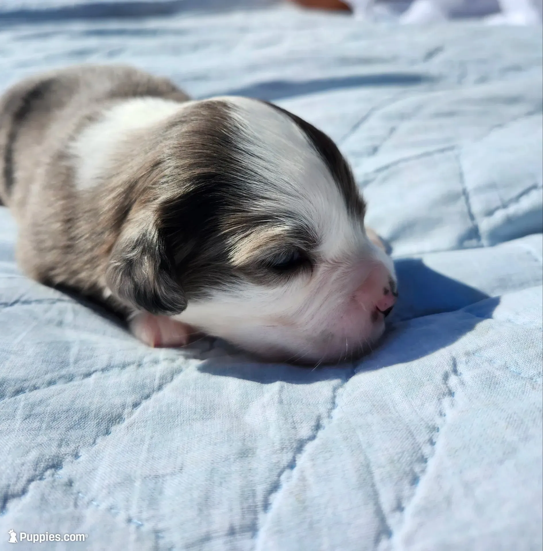 Cooper, a male Miniature Australian Shepherd for sale in Bowersville, GA – 2 of 8