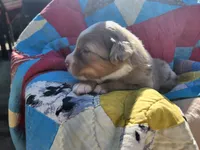 Max, a male Miniature Australian Shepherd for sale in Bowersville, GA – 3 of 7