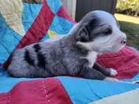 Cooper, a male Miniature Australian Shepherd for sale in Bowersville, GA – 5 of 8