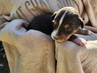 Fella, a male Miniature Australian Shepherd for sale in Bowersville, GA – 5 of 7