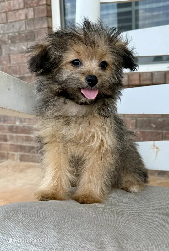 Pomapoo- Blue Collar (R) – Pomapoo, Pomeranian puppy for sale in Hope, AR