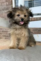 Pomapoo- Blue Collar (R), a male Pomapoo and Pomeranian for sale in Hope, AR – 1 of 3