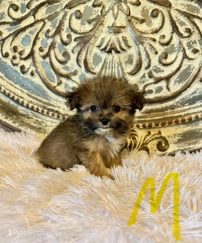 Pomapoo- Yellow Collar (R)  – Pomapoo, Pomeranian puppy for sale in Hope, AR