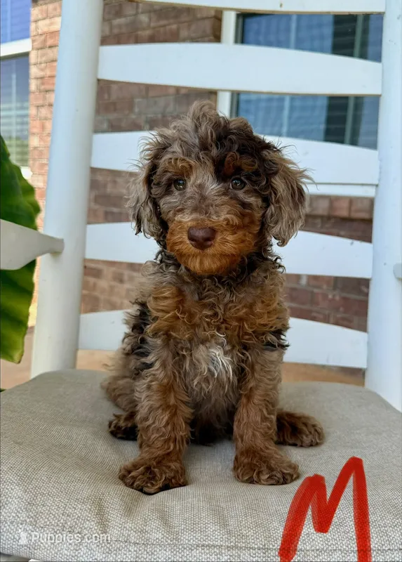 Toy/Mini Goldendoodle- Red Collar – Goldendoodle, Miniature Goldendoodle puppy for sale in Hope, AR