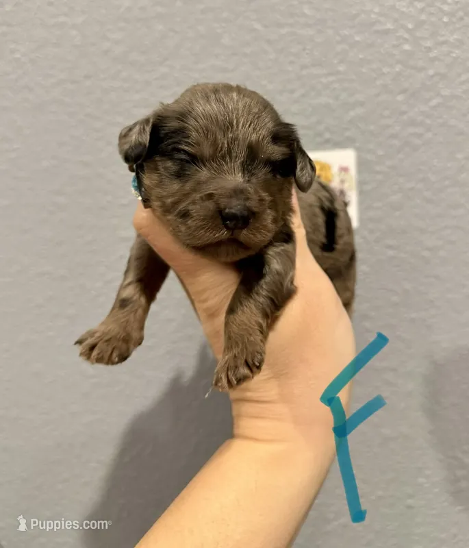 Cockapoo- Turquoise collar