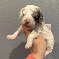 Cockapoo- Red Collar, a female Cockapoo for sale in Hope, AR – Photo 1 of 2