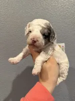 Cockapoo- Red Collar, a female Cockapoo for sale in Hope, AR – Photo 1 of 2