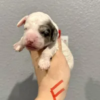 Cockapoo- Red Collar, a female Cockapoo for sale in Hope, AR – Photo 2 of 2