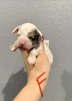 Cockapoo- Red Collar, a female Cockapoo for sale in Hope, AR – Photo 2 of 2