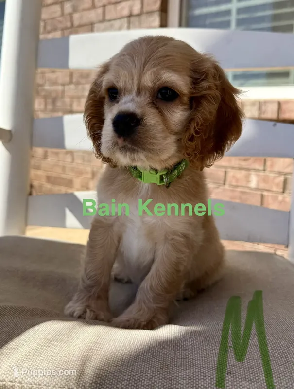 Cocker Spaniel- Green Collar – Cocker Spaniel puppy for sale in Hope, AR