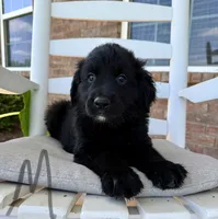 Golden Aussie- Gray Collar, a male Golden Retriever for sale in Hope, AR – 1 of 3