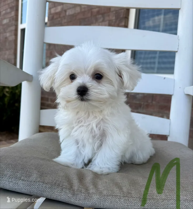 Maltese- Green Collar – Maltese puppy for sale in Hope, AR