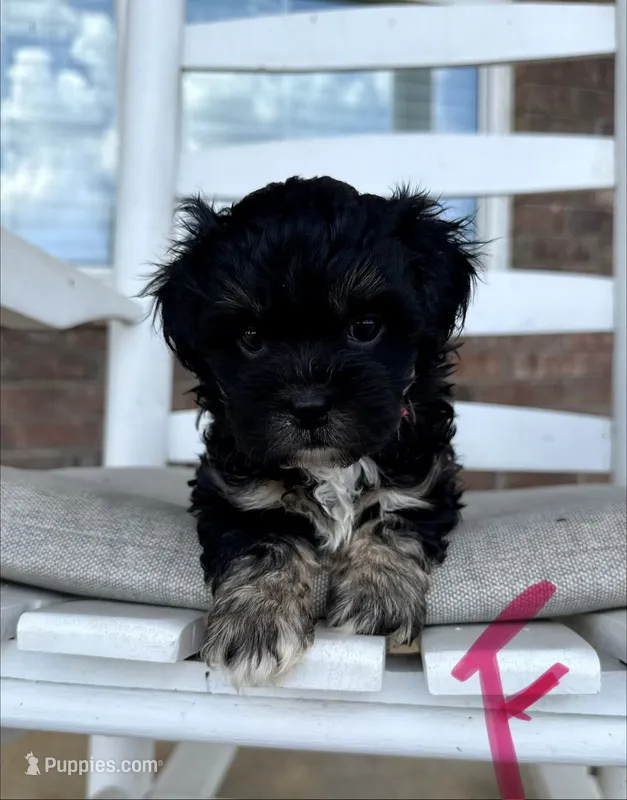 Shihpoo (pink collar)  – Shihpoo puppy for sale in Hope, AR