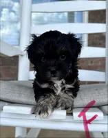 Shihpoo (pink collar) , a female Shih Tzu and Poodle - Miniature  for sale in Hope, AR – 1 of 2