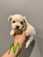 Maltese- Green Collar, a male Maltese for sale in Hope, AR – 1 of 1