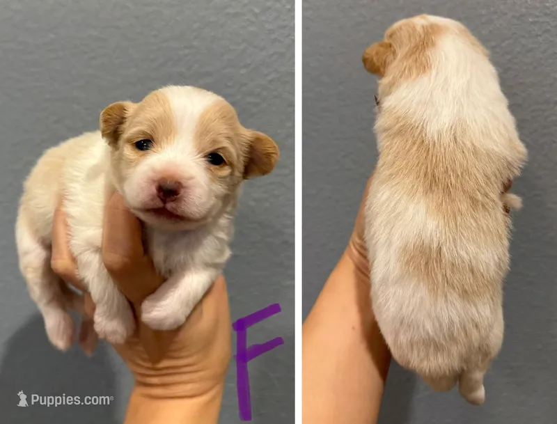 Pomeranian- Purple Collar – Pomeranian puppy for sale in Hope, AR