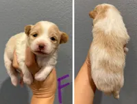 Pomeranian- Purple Collar, a female Pomeranian for sale in Hope, AR – 1 of 1