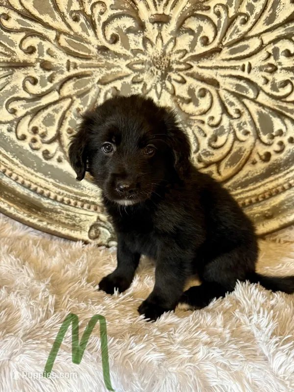 Golden Aussie- Green Collar – Australian Shepherd, Golden Retriever puppy for sale in Hope, AR