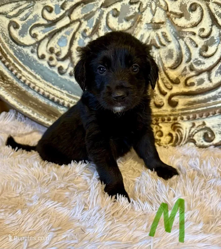 Golden Aussie- Green Collar – Australian Shepherd, Golden Retriever puppy for sale in Hope, AR