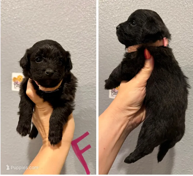 Pomapoo- Pink Collar – Pomapoo puppy for sale in Hope, AR