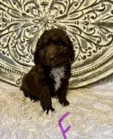 Standard Aussiedoodle-Purple Collar , a female Aussiedoodle for sale in Hope, AR – 1 of 3