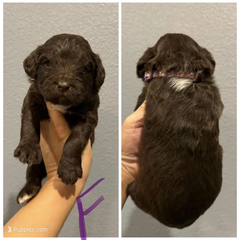 Aussiedoodle-Purple Collar  – Aussiedoodle puppy for sale in Hope, AR