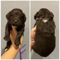 Standard Aussiedoodle-Purple Collar , a female Aussiedoodle for sale in Hope, AR – 3 of 3