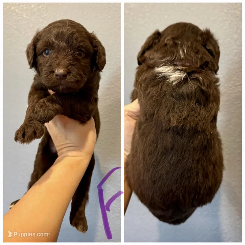 Aussiedoodle-Purple Collar  – Aussiedoodle puppy for sale in Hope, AR