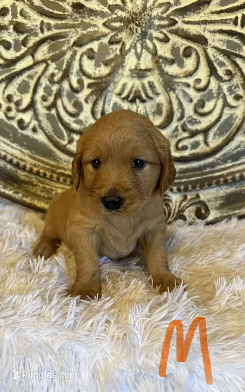 Golden Retriever- Orange