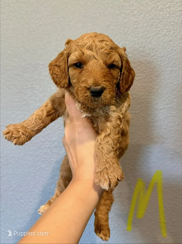 Mini Goldendoodle- Yellow Collar – Miniature Goldendoodle puppy for sale in Hope, AR