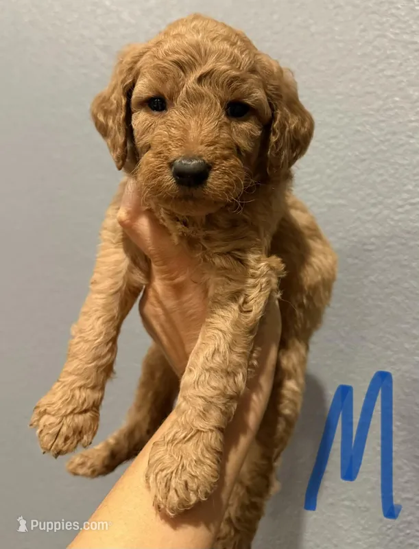 Blue Collar – Miniature Goldendoodle puppy for sale in Hope, AR