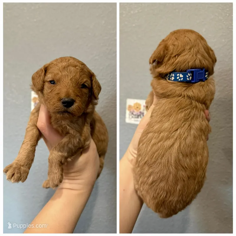 Blue Collar – Miniature Goldendoodle puppy for sale in Hope, AR