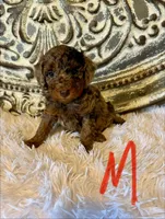 Toy/Mini Goldendoodle- Red Collar, a male Miniature Goldendoodle for sale in Hope, AR – 1 of 1