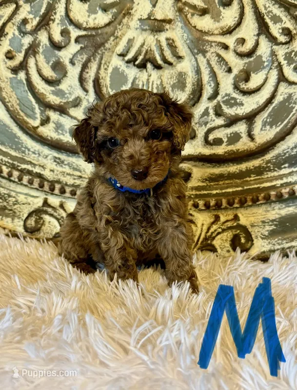 Toy/Mini Goldendoodle- Blue Collar  – Miniature Goldendoodle puppy for sale in Hope, AR