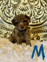 Toy/Mini Goldendoodle- Blue Collar , a male Miniature Goldendoodle for sale in Hope, AR – 1 of 1