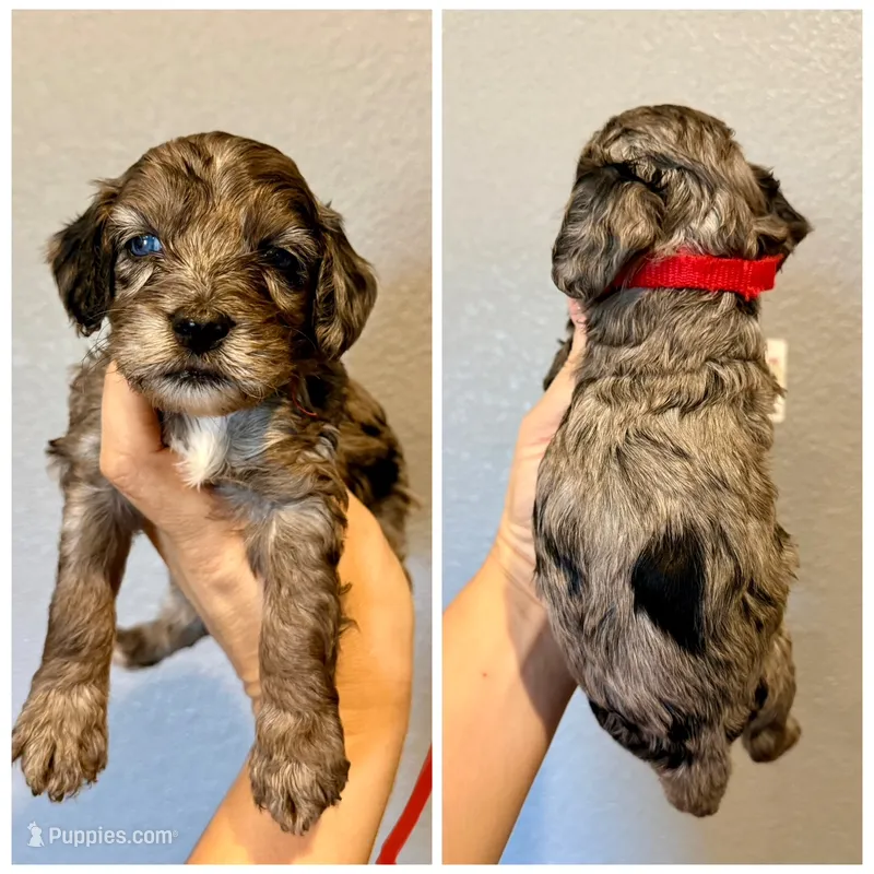 F1b Cockapoo- Red Collar – Cockapoo puppy for sale in Hope, AR