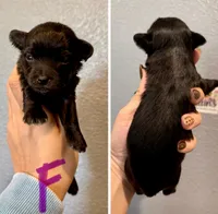 Yorkipoo- Purple Collar, a male Yorkipoo for sale in Hope, AR – 1 of 1