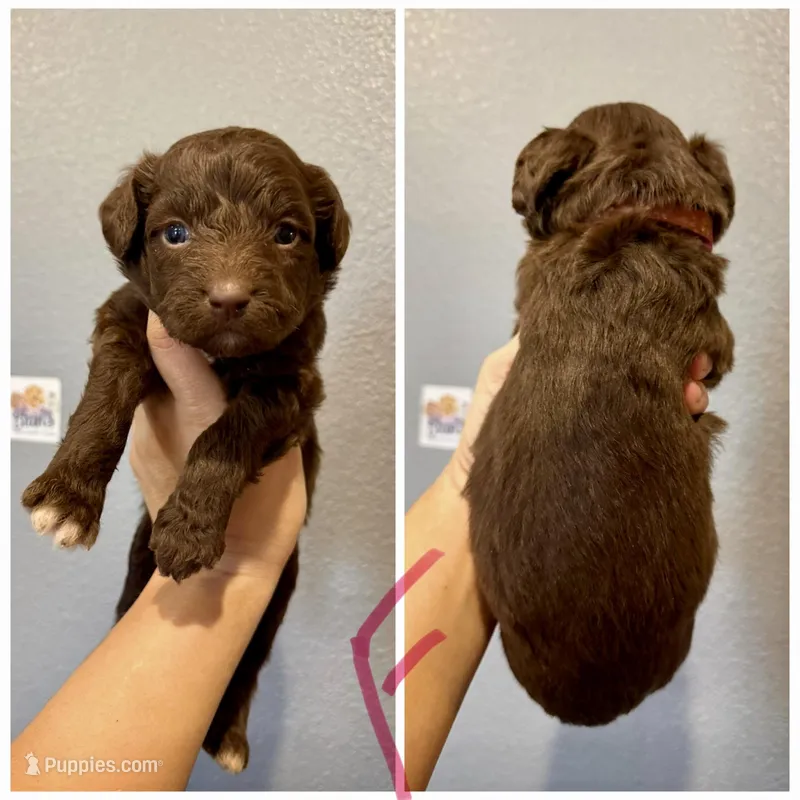 Aussiedoodle- Pink Collar  – Aussiedoodle puppy for sale in Hope, AR