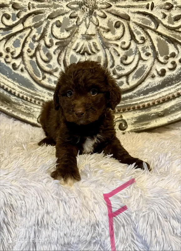Aussiedoodle- Pink Collar  – Aussiedoodle puppy for sale in Hope, AR