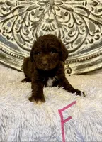 Standard Aussiedoodle- Pink Collar , a female Aussiedoodle for sale in Hope, AR – 2 of 4